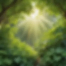 Lush green leaves under dappled sunlight