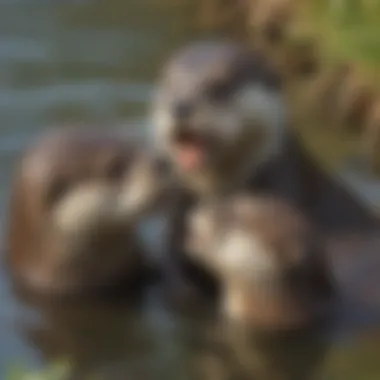 Playful Otter Pups Engaging in Sibling Interaction