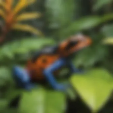 Colorful Poison Dart Frog hopping among tropical foliage