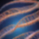 Protein Synthesis Cascade