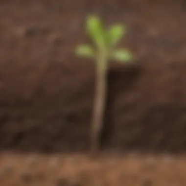 Seed Germination Process Illustration depicting a seed germinating under the soil