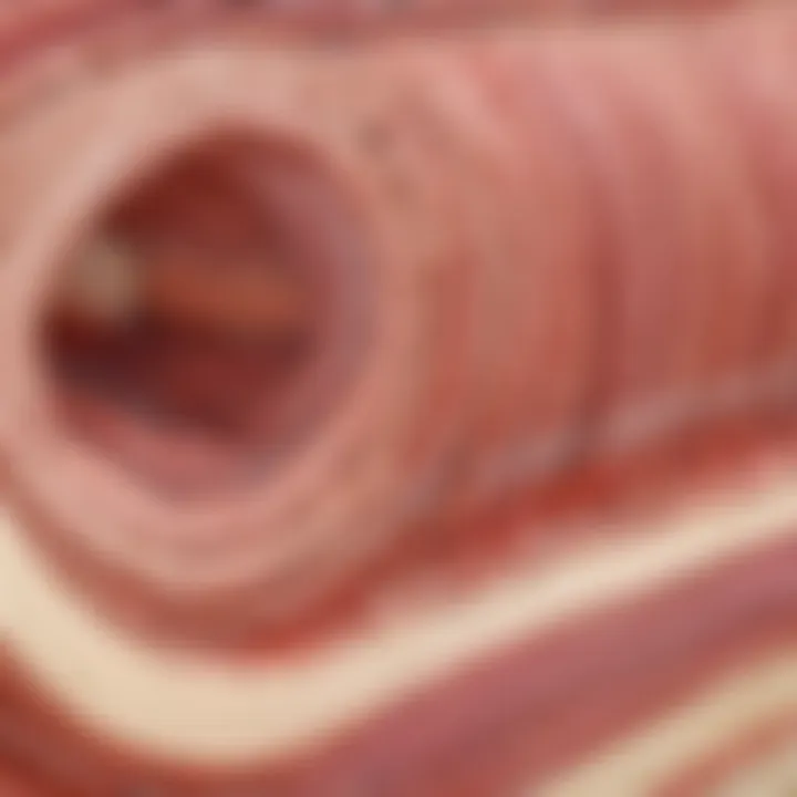 Cross-section of skeletal muscle