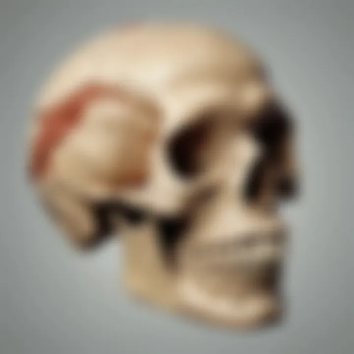 Evolutionary Adaptations in the Skull Structure of Early Humans