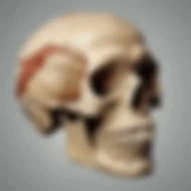 Innovative Skull Structure Adaptations Evolutionary Adaptations in the Skull Structure of Early Humans