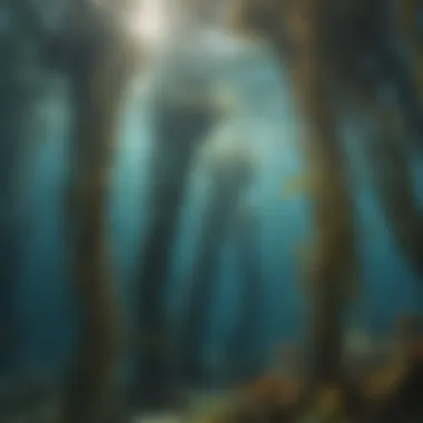 Spectacular Underwater Kelp Forest swaying with the currents in the ocean