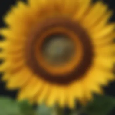 Sunflower anatomy close-up