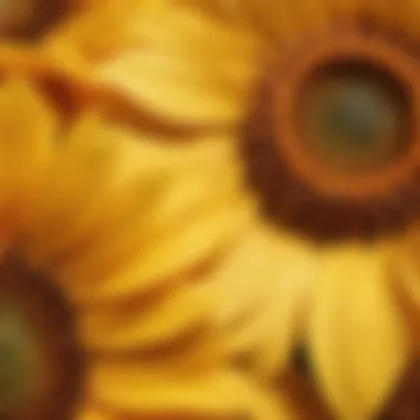 Sunflower petal details in sunlight