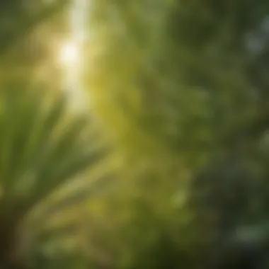 Sunlight filtering through a cluster of big palm leaves