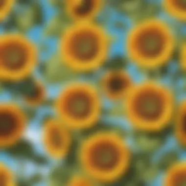 Summer: Warmth and Sunshine A bright summer day with a clear blue sky and sunflowers