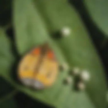 Butterfly Eggs on Leaf A close-up view of butterfly eggs on a leaf