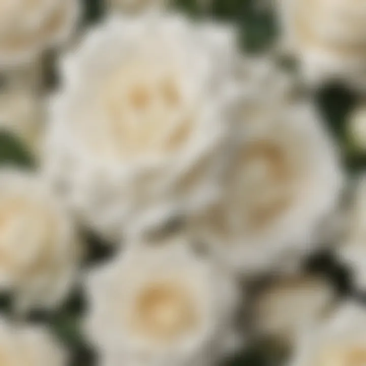 A serene arrangement of white roses representing purity and innocence.