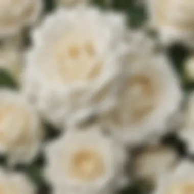 Purity in White Roses A serene arrangement of white roses representing purity and innocence.