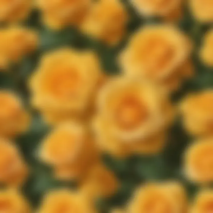 A symbolic representation of yellow roses conveying friendship and joy.