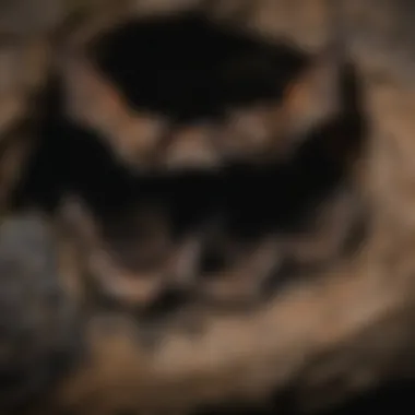 Safe Haven: Bats Roosting in Their Natural Habitat A bat roosting in a dark cave environment