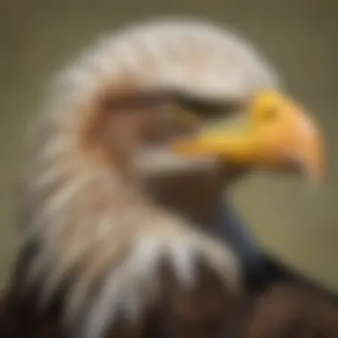 The Bald Eagle: A National Symbol The bald eagle as a national emblem in American history