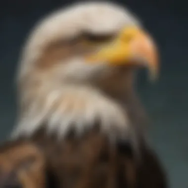 Cultural Depictions of the Bald Eagle Cultural representation of the bald eagle in Native American art