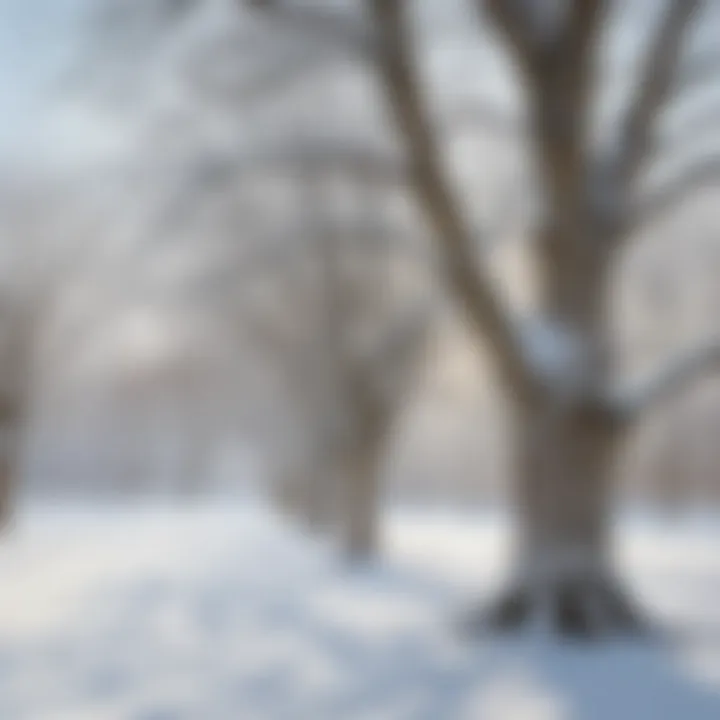 A serene winter landscape featuring bare trees blanketed in snow