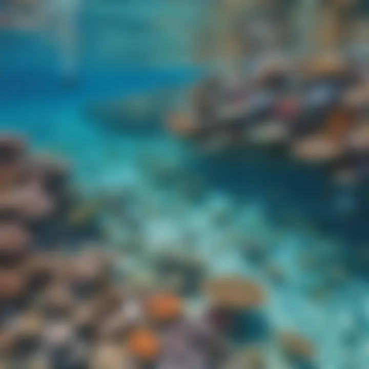 Tourists exploring the crystal-clear waters of the Great Barrier Reef