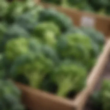 Fresh Organic Broccoli on Display in Market