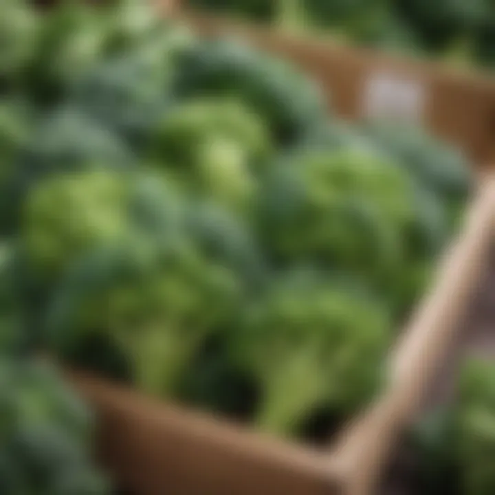 Fresh Organic Broccoli on Display in Market