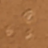 Close-up of bunny footprints in soft soil