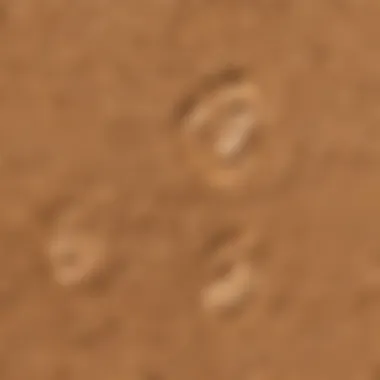 Close-up of bunny footprints in soft soil