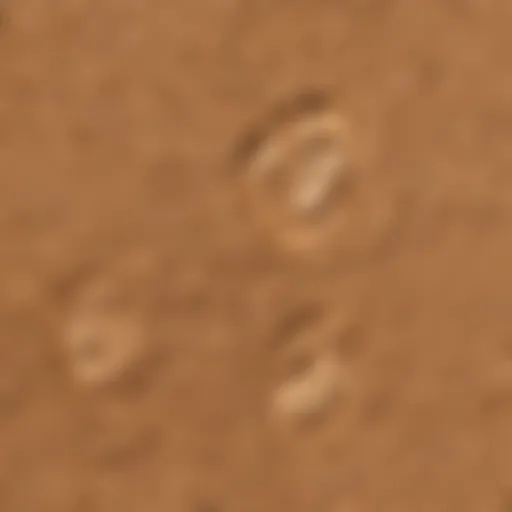 Close-up of bunny footprints in soft soil