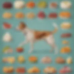 Healthy diet for dogs