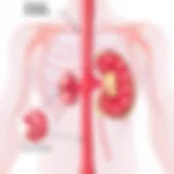 Anatomical diagram showing the precise location of the kidneys in the body