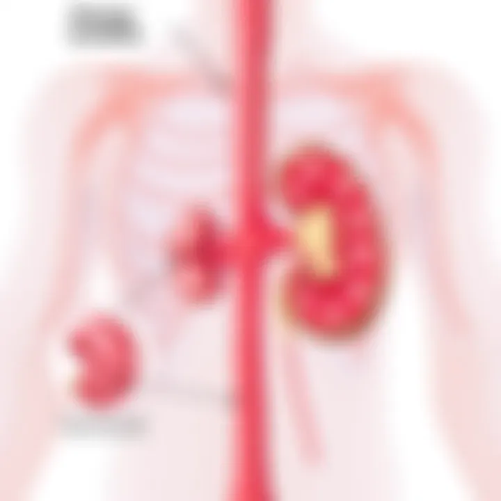 Anatomical diagram showing the precise location of the kidneys in the body