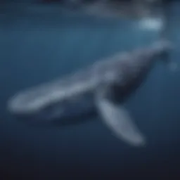 A blue whale swimming gracefully in the deep ocean