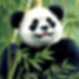 Giant panda in its natural habitat surrounded by bamboo