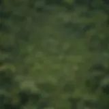 Aerial view showcasing the lush greenery of the Amazon rainforest