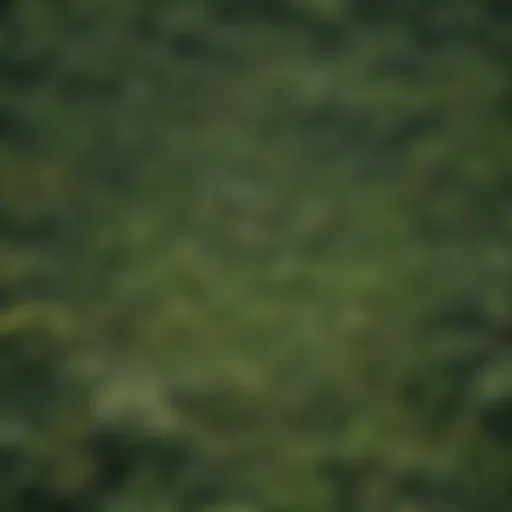 Aerial view showcasing the lush greenery of the Amazon rainforest