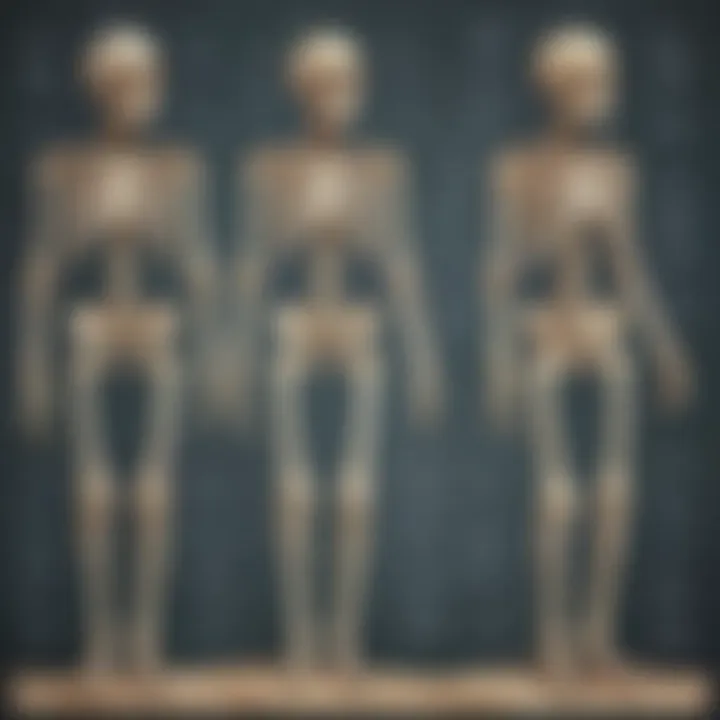 Infographic on the growth and development of bones over time