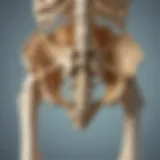 Detailed illustration of the skeletal system highlighting major bones
