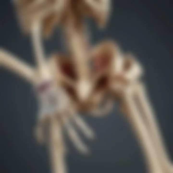 3D model showcasing the joints and their flexibility