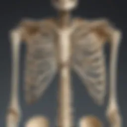 Detailed illustration of the major bones in the skeleton