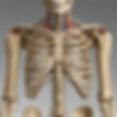 Diagram illustrating the function of the skeleton in support and protection
