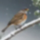 A winter bunting perched on a snowy branch.