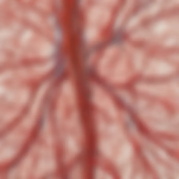 Close-up of the intricate network of blood vessels