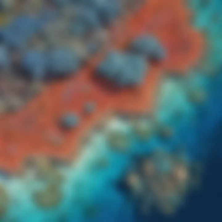 Aerial view of vibrant coral formations in the Great Barrier Reef