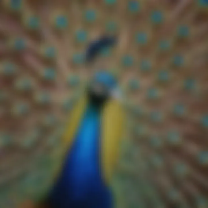 A vibrant peacock displaying its iridescent plumage in full splendor