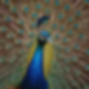 Vibrant Peacock with Iridescent Plumage A vibrant peacock displaying its iridescent plumage in full splendor