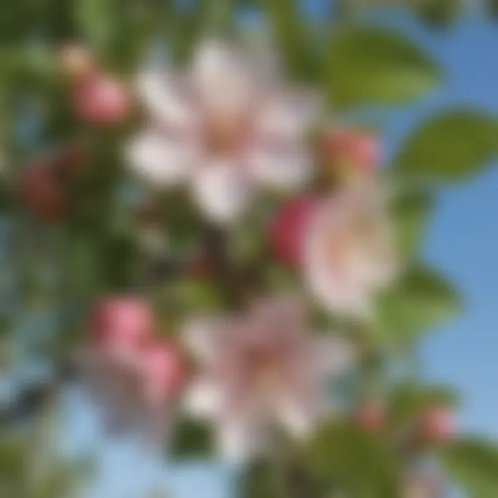 Apple blossom turning into a young fruit on the tree