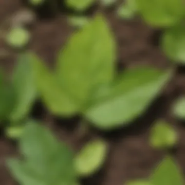 Leaf Formation in Young Plant Illustration representing a young plant with leaves starting to form